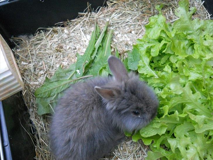 Kanin Agnes  billede 7