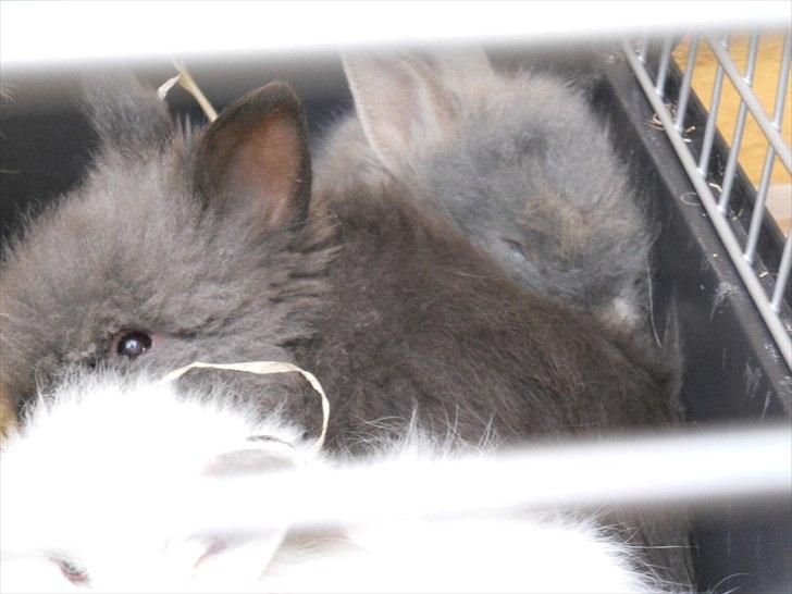 Kanin Agnes  billede 8