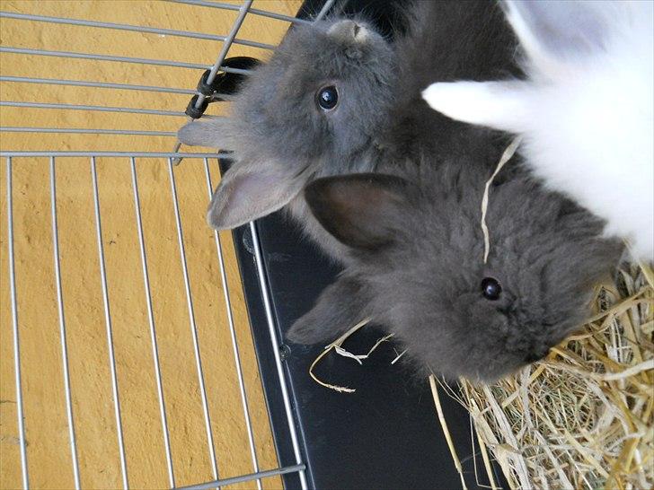 Kanin Agnes  billede 9