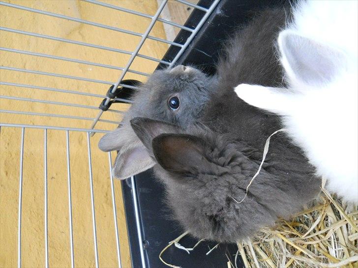 Kanin Agnes  billede 10