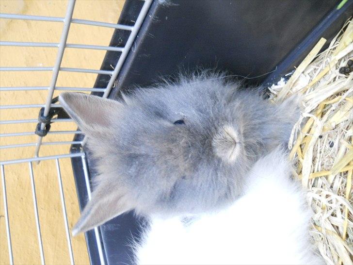 Kanin Agnes  billede 11