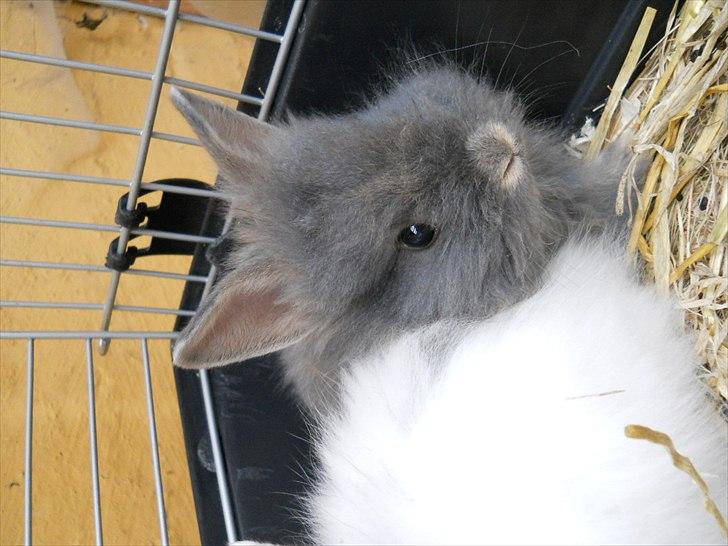 Kanin Agnes  billede 12