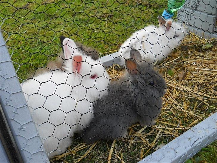 Kanin Agnes  billede 5