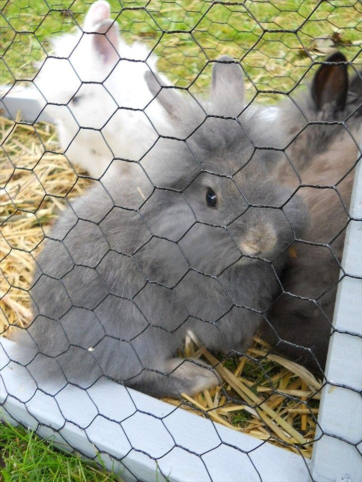 Kanin Agnes  billede 3