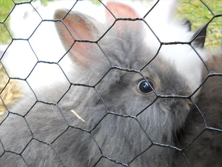 Kanin Agnes  billede 4