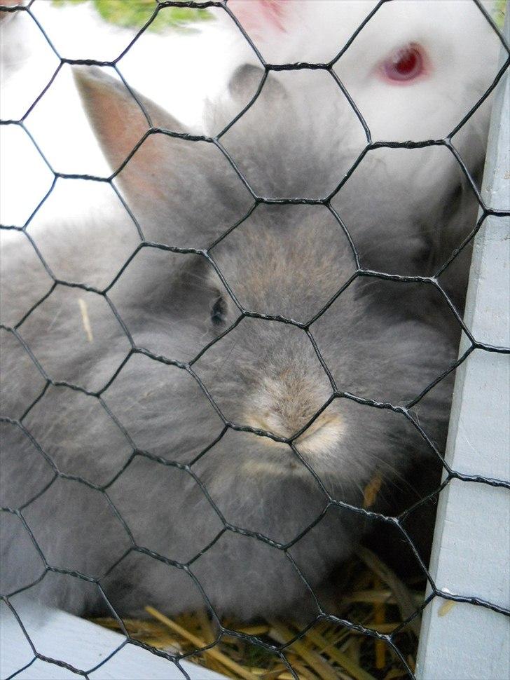 Kanin Agnes  billede 2