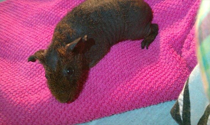 Marsvin Betty Boop (Tullemus) billede 2