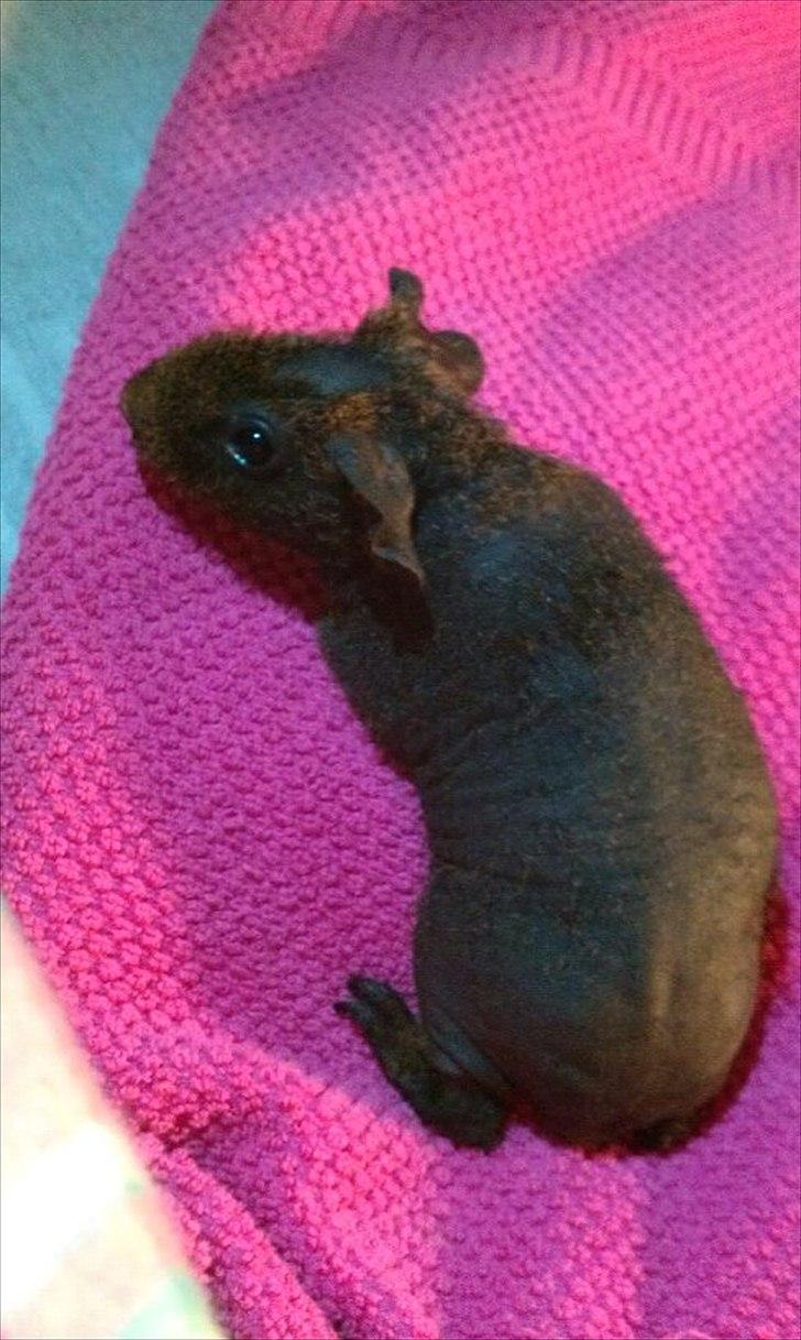 Marsvin Betty Boop (Tullemus) billede 3