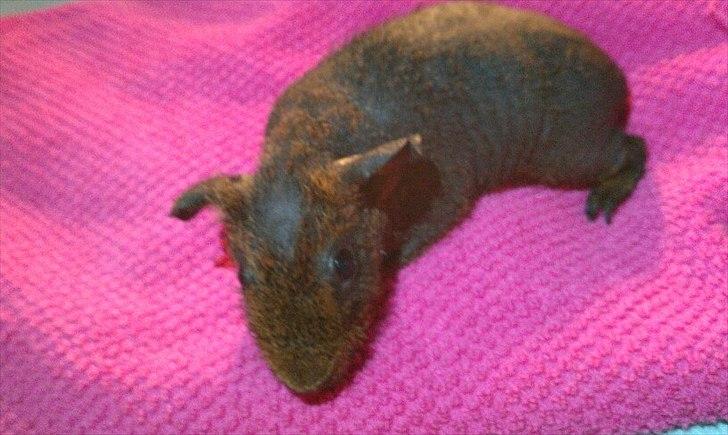 Marsvin Betty Boop (Tullemus) billede 4