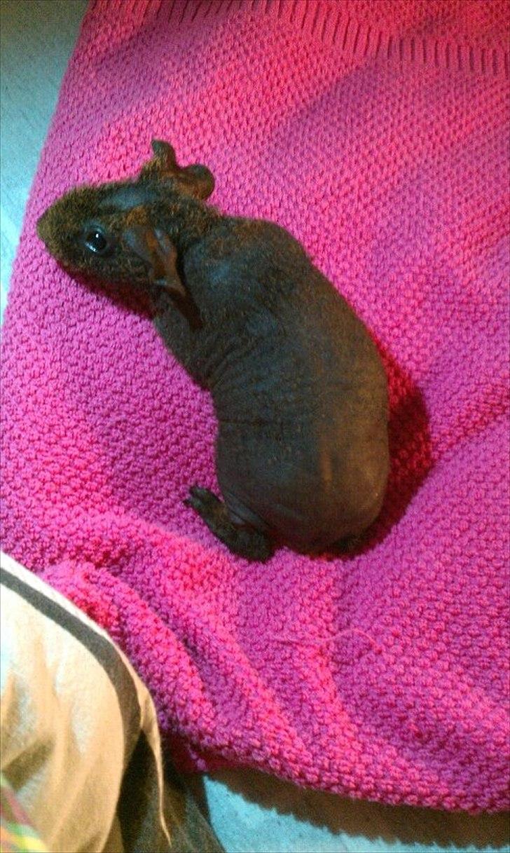 Marsvin Betty Boop (Tullemus) billede 5