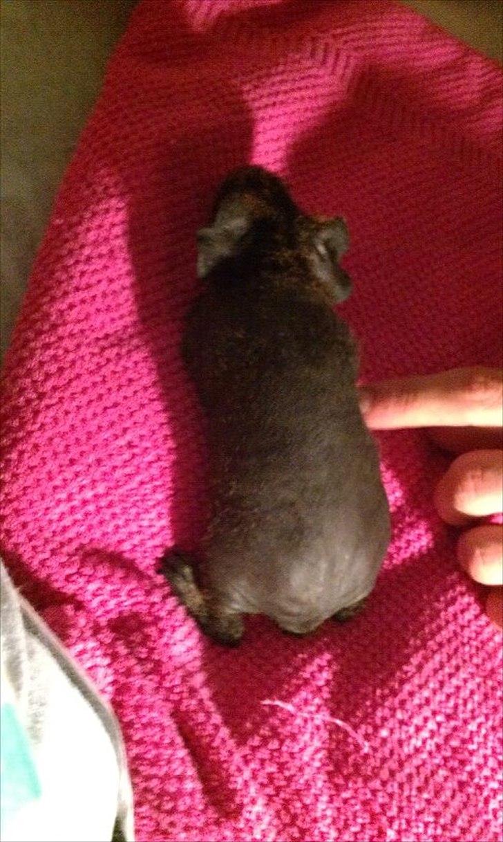 Marsvin Betty Boop (Tullemus) billede 6