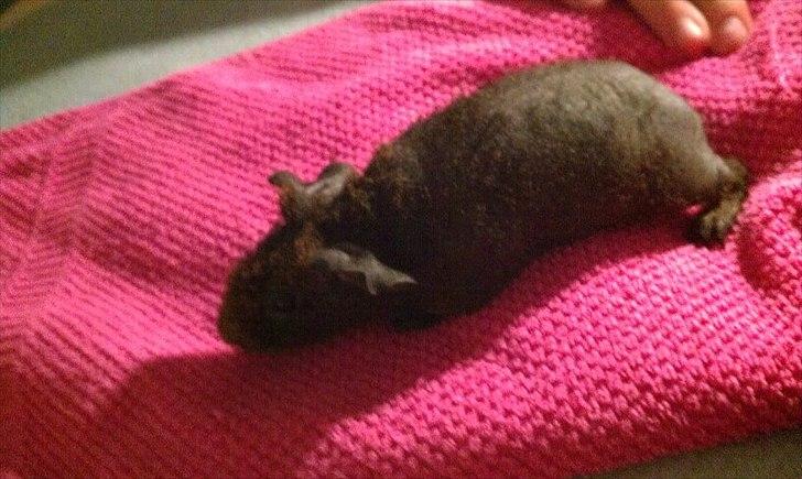 Marsvin Betty Boop (Tullemus) billede 7