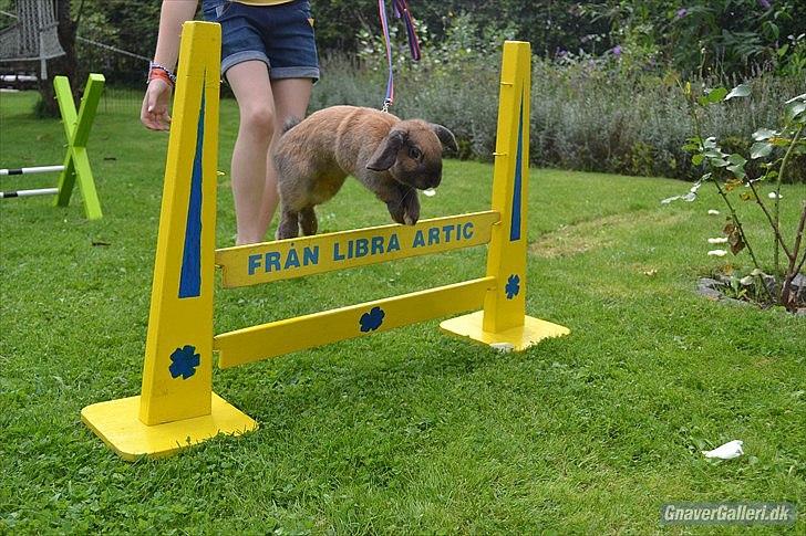 Kanin | Nabi billede 2