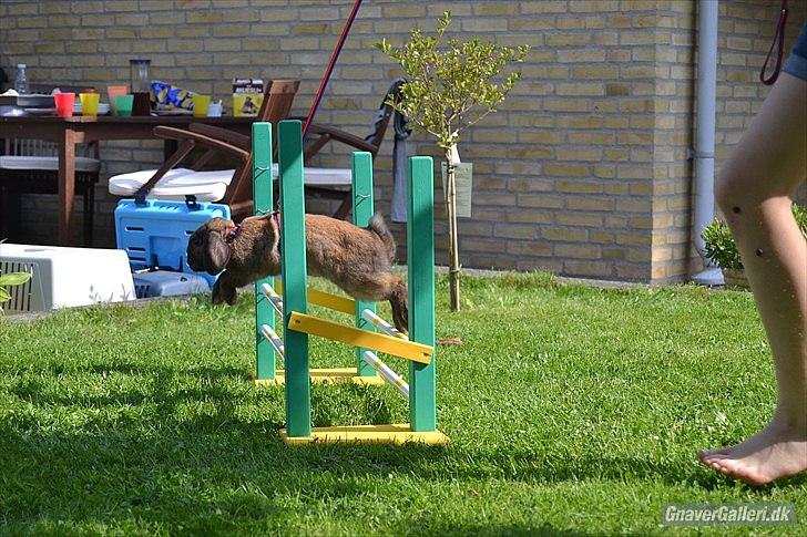 Kanin | Nabi - Hopdag hos Maboha Gress foto billede 4