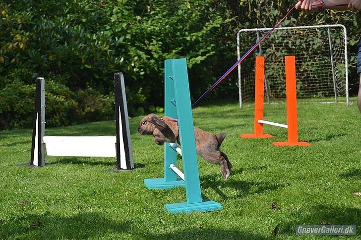 Kanin | Nabi - Gress foto billede 6