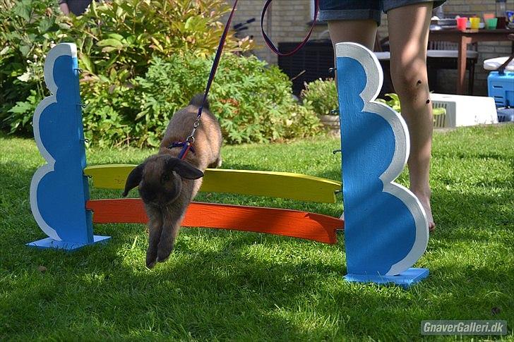 Kanin | Nabi - Gress foto billede 8