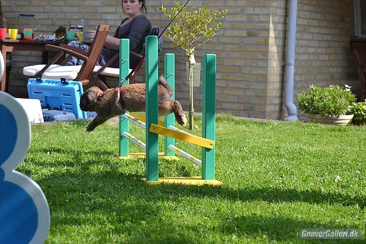 Kanin | Nabi - Gress foto billede 12