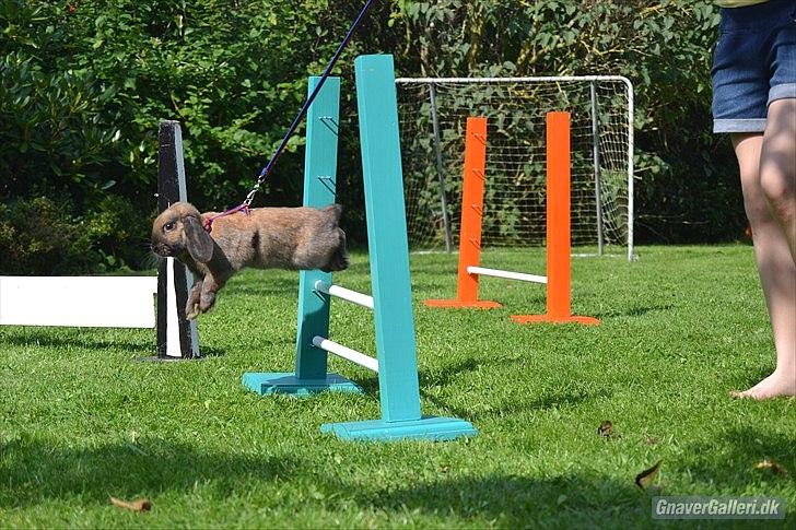 Kanin | Nabi - Gress foto billede 10