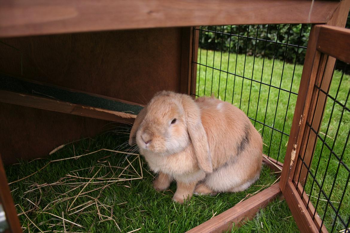 Kanin Miss Coco Chanel billede 7