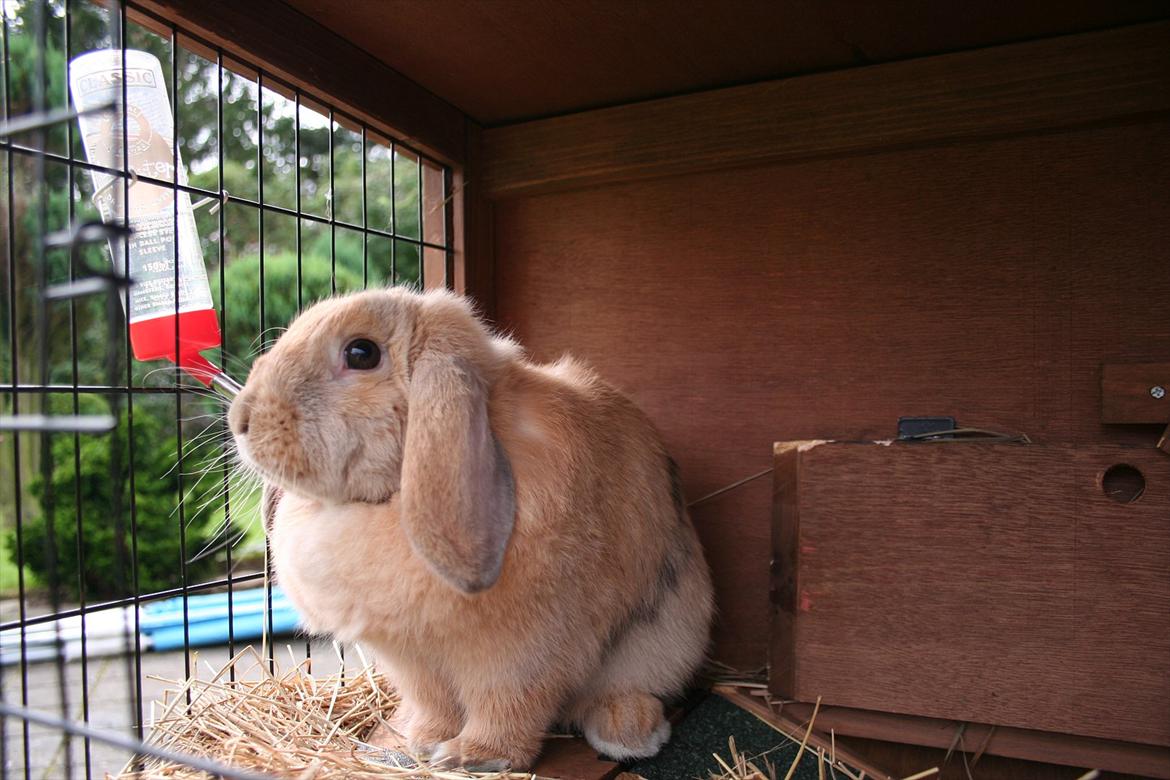 Kanin Miss Coco Chanel billede 8