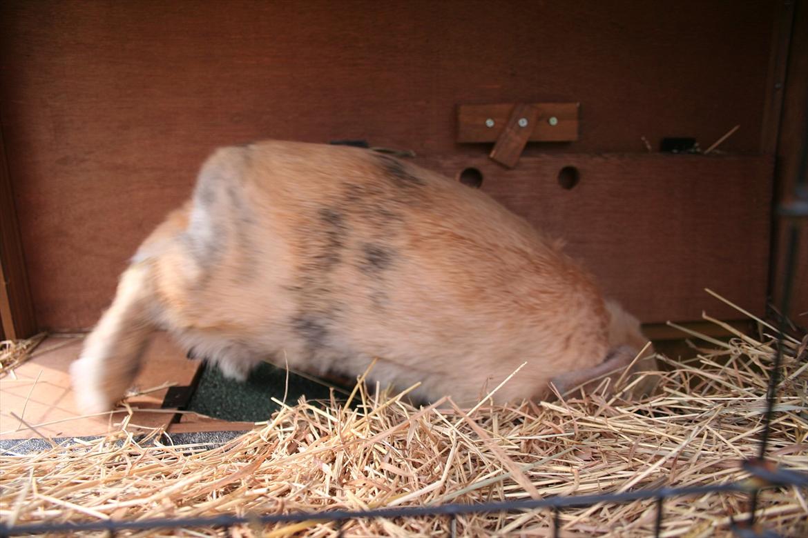 Kanin Miss Coco Chanel billede 9