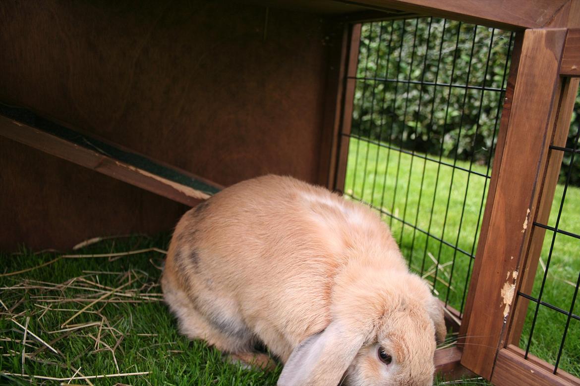 Kanin Miss Coco Chanel billede 10