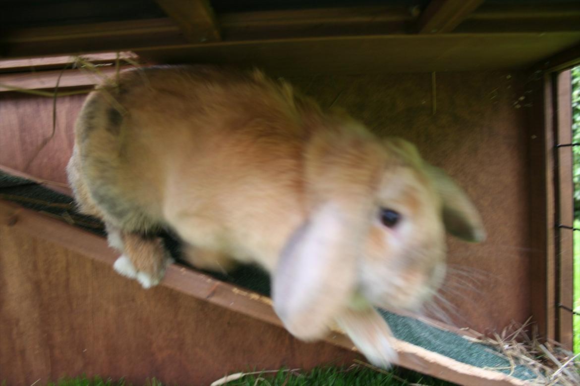 Kanin Miss Coco Chanel billede 11