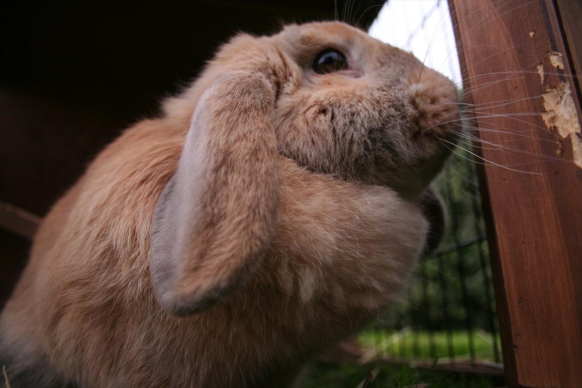 Kanin Miss Coco Chanel billede 12