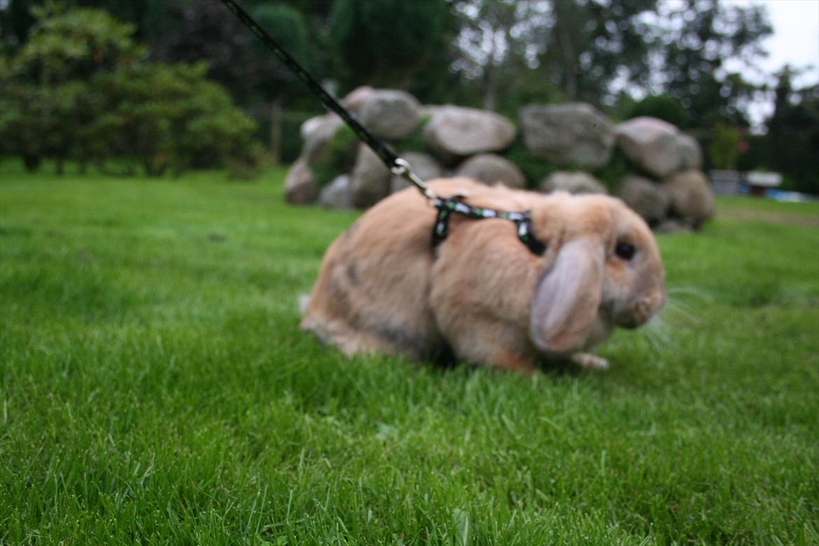 Kanin Miss Coco Chanel billede 13