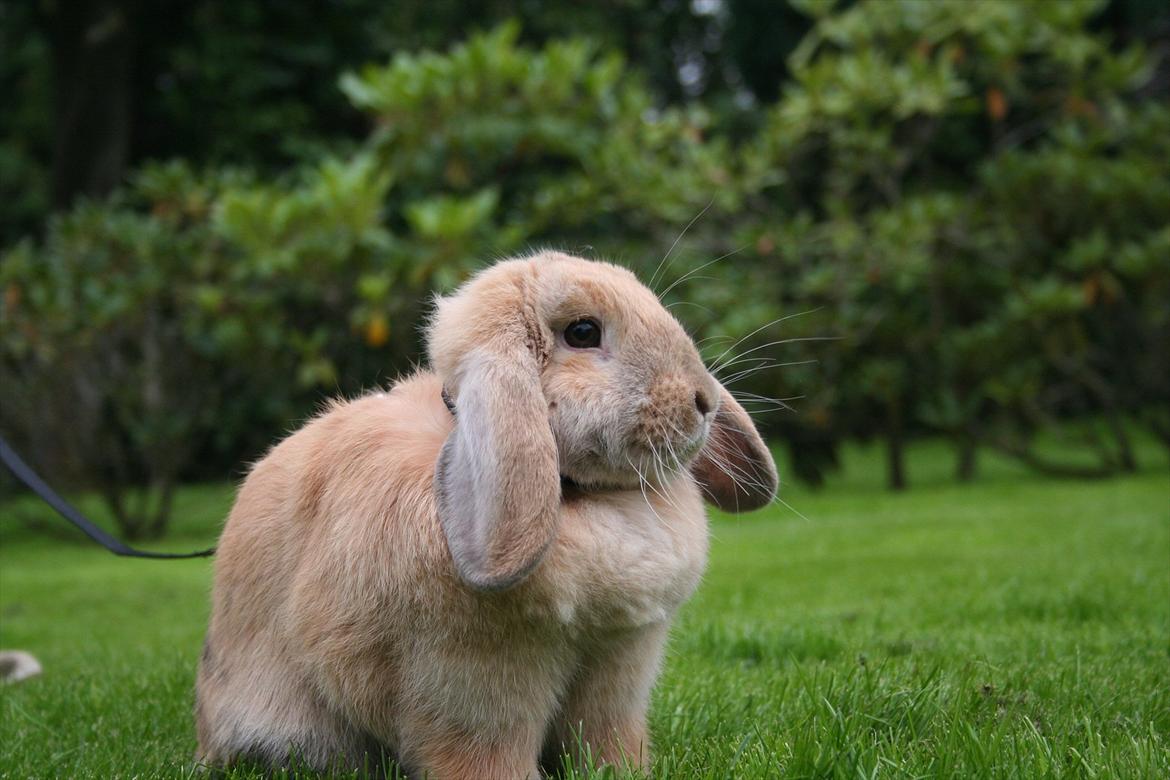 Kanin Miss Coco Chanel billede 14