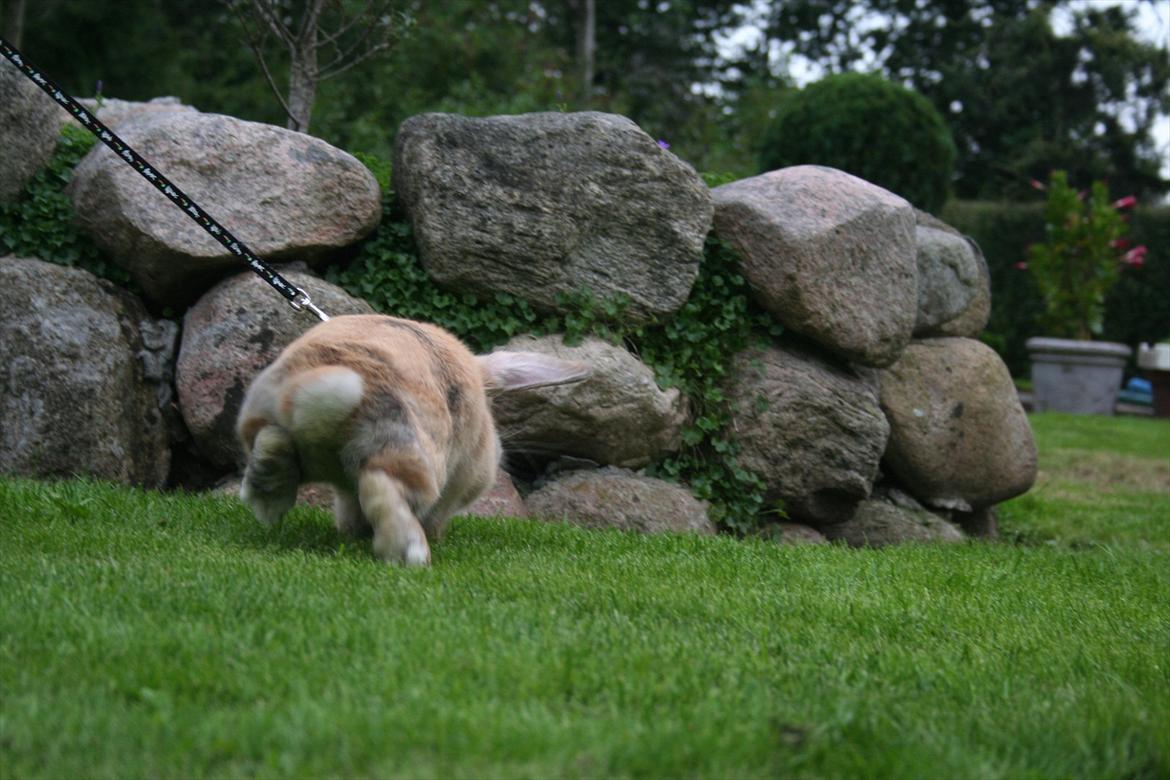 Kanin Miss Coco Chanel billede 15