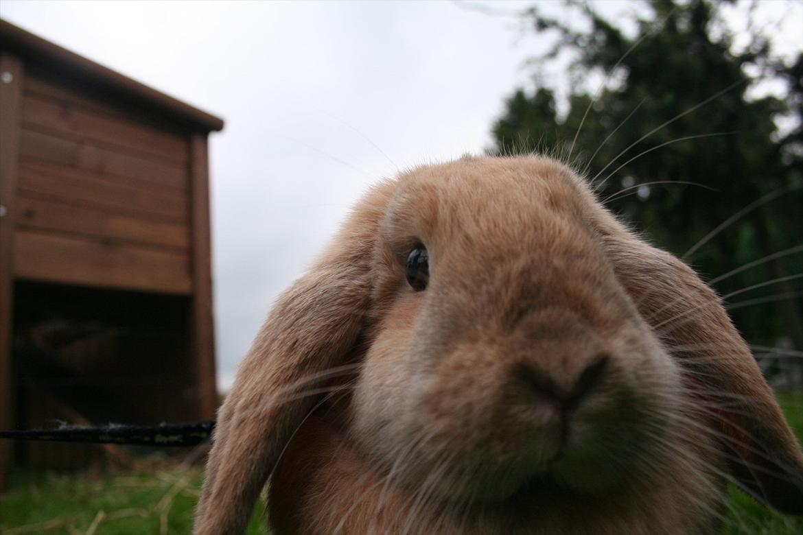 Kanin Miss Coco Chanel billede 16