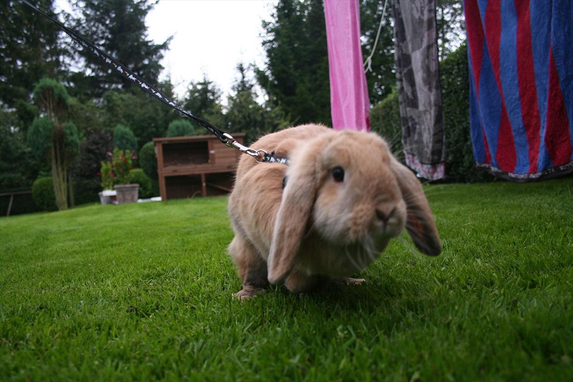 Kanin Miss Coco Chanel billede 17