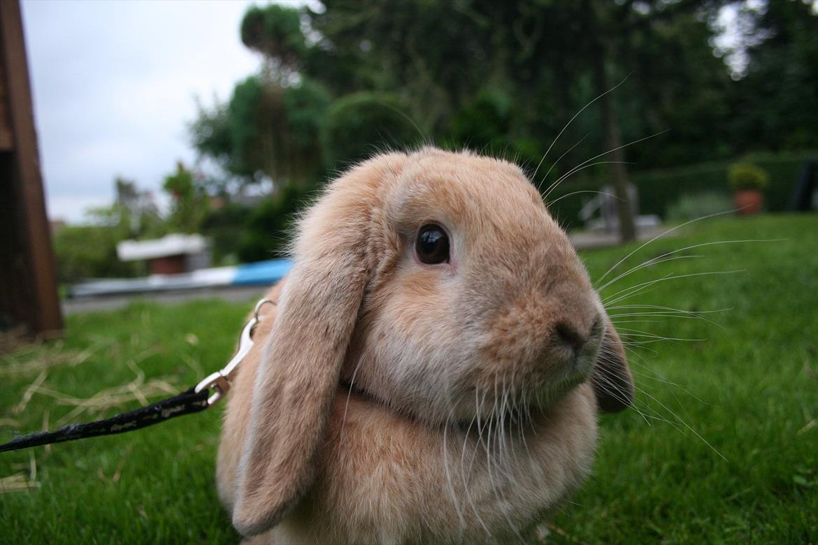 Kanin Miss Coco Chanel billede 18