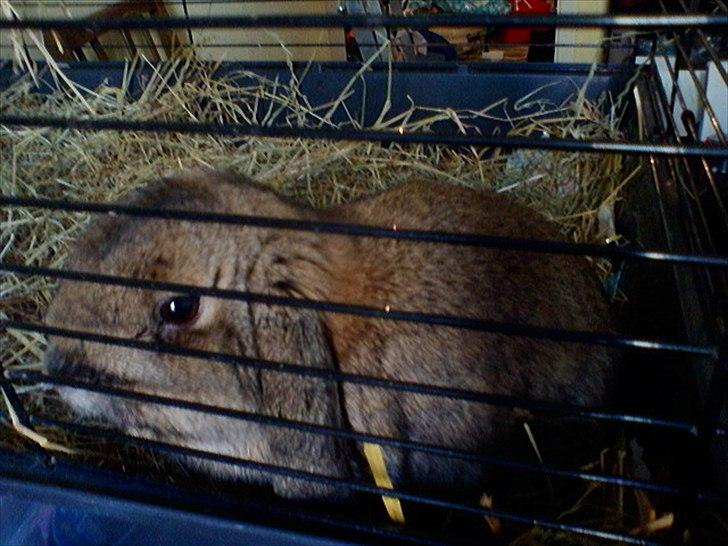 Kanin Zentas Magnus - fra hans korte tid som indekanin lige da jeg fik ham for halvanden år siden billede 2