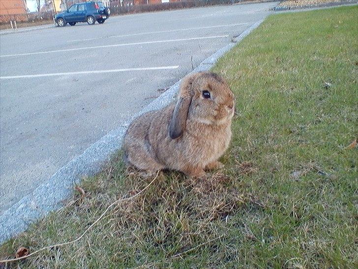 Kanin Zentas Magnus - i hans rette element på en gåtur i byen billede 3