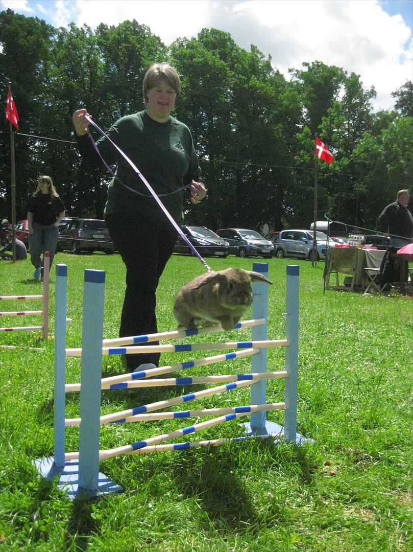 Kanin Zentas Magnus billede 9