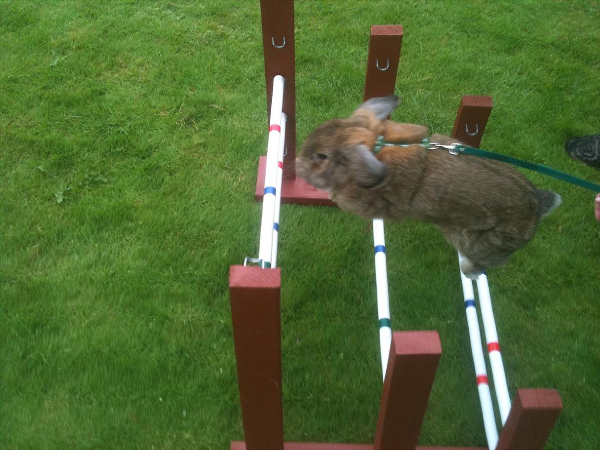 Kanin Zentas Magnus billede 10