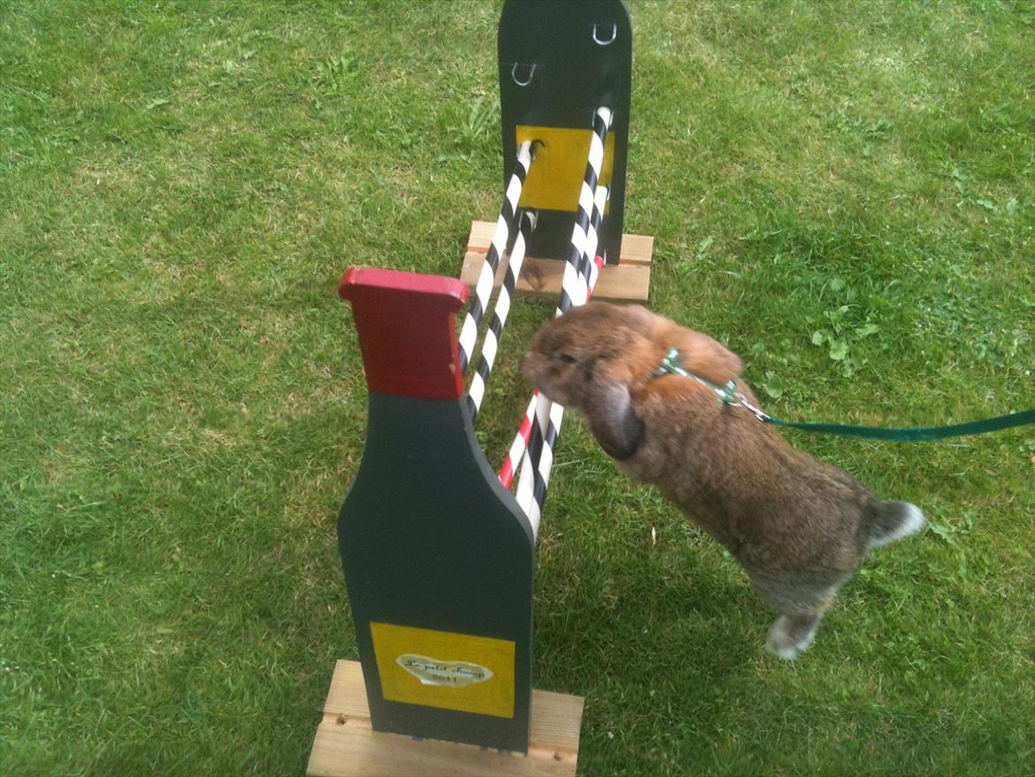 Kanin Zentas Magnus billede 11