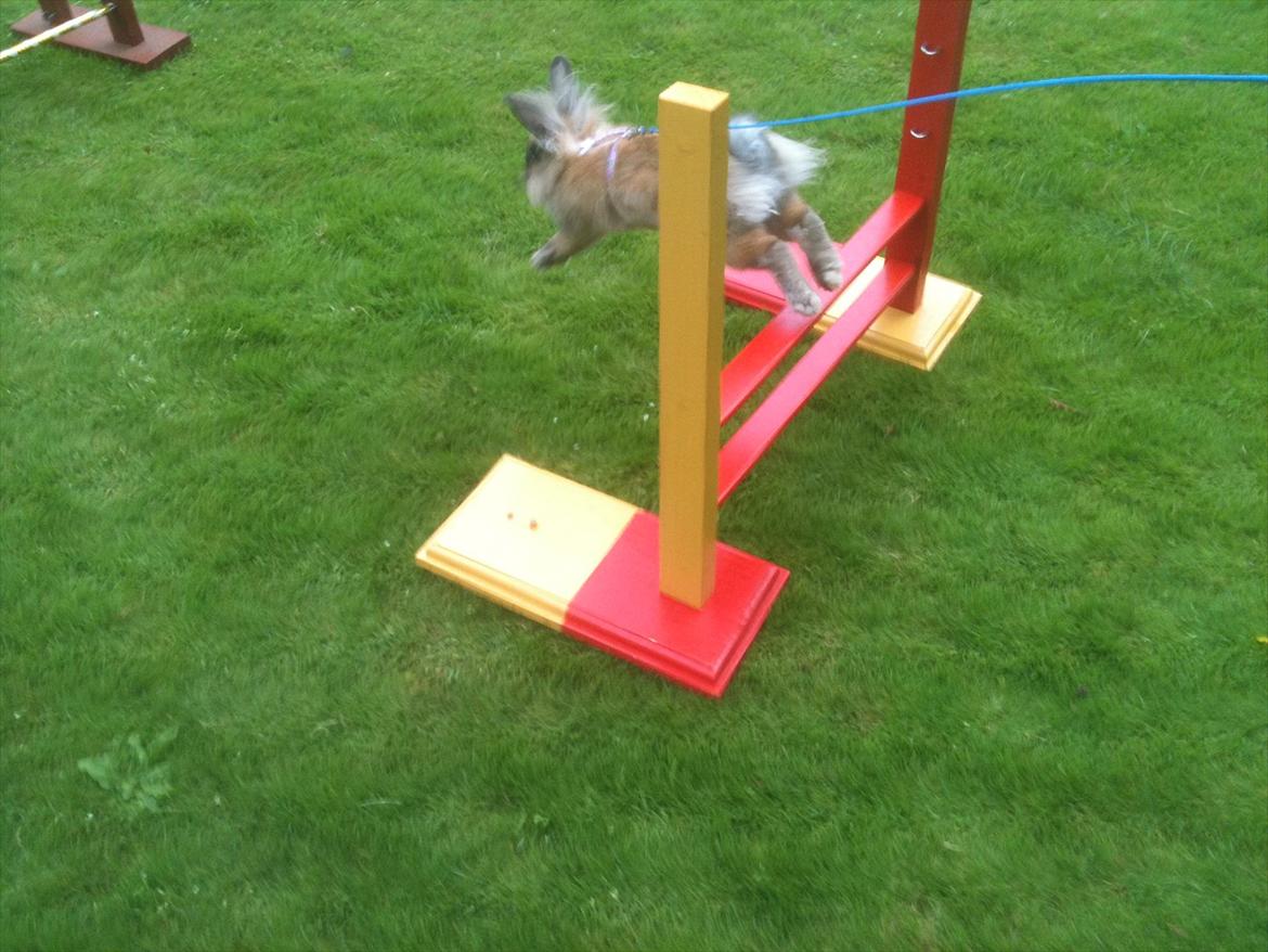 Kanin Kandie's Natzuki Alfa billede 7