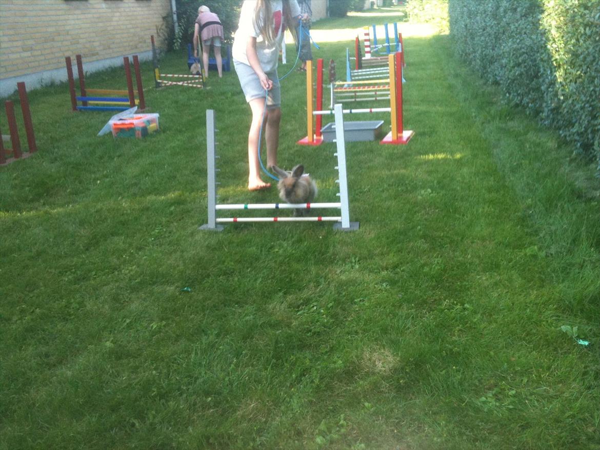 Kanin Kandie's Natzuki Alfa billede 8