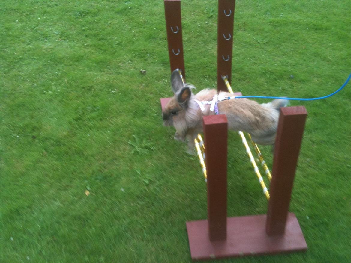 Kanin Kandie's Natzuki Alfa billede 9