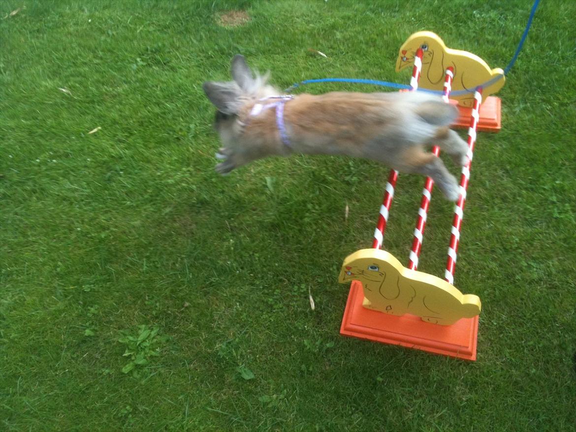 Kanin Kandie's Natzuki Alfa billede 10