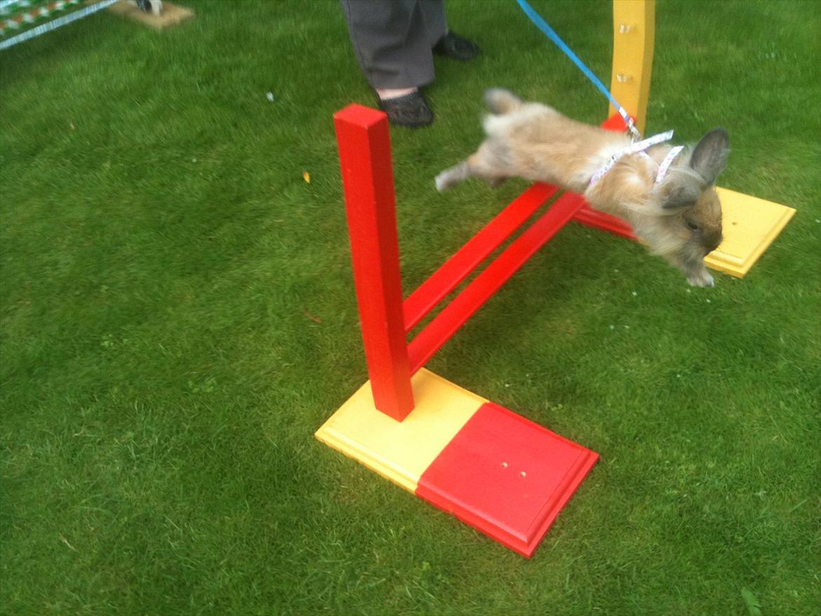 Kanin Kandie's Natzuki Alfa billede 11