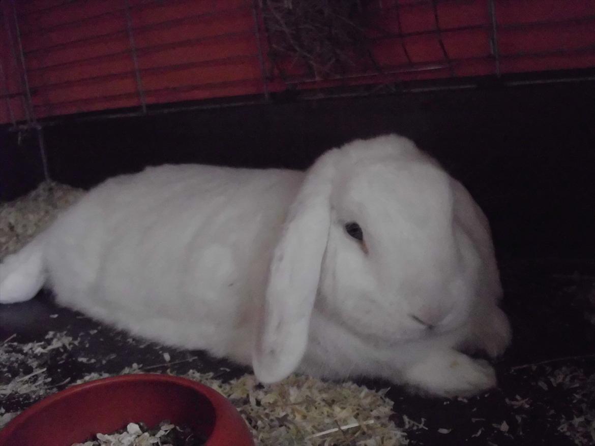 Kanin White Diamond Athos - Bøffen:-* billede 7