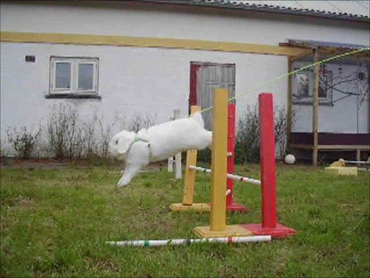 Kanin White Diamond Athos billede 8