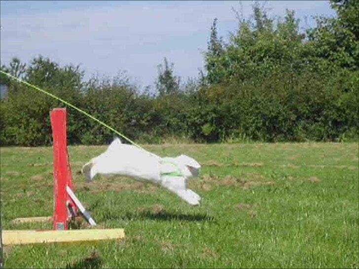 Kanin White Diamond Athos billede 9