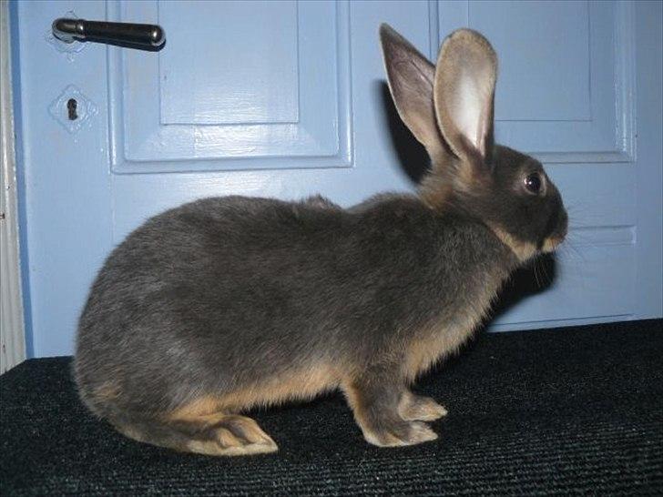 Kanin Snöflingans Blue Da Ba Dee billede 1