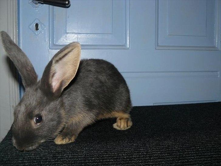 Kanin Snöflingans Blue Da Ba Dee billede 2