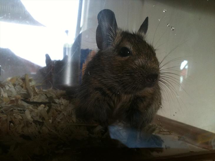 {{currentPhoto.altText}} billede {{currentPhoto.number}}